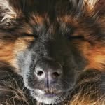 Olive the German Shepherd - @kuriousolive - Instagram