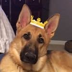 Olive the German Shepherd Dog - @unaterat76 - Instagram