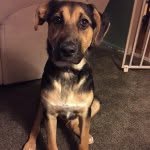 Olive The Shepherd - @olivetheshepherd - Instagram
