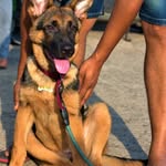 olive_the_shepherd - @olive_theshepherd - Instagram