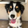 Oliver the Australian Shepherd - @oliver.shepherdlife - TikTok