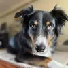 OliverTheShepherd🇨🇦🥰🌈🍓 - @olive_vh - TikTok
