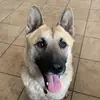 Olive.the.shiba.shepherd - @olive.the.shiba.shepherd - TikTok