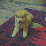 olivia ❤️ - @golden_shepherd_olive - Instagram