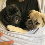 Olive & Ginger (Gin for short) - @gin.with.olive - Instagram