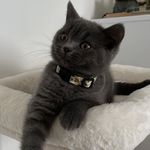 Olive 🫒 - @olive.british.shorthair - Instagram