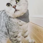 Olive🐾🎀 - @olive_british_short_hair - Instagram