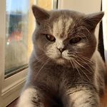 Olive - @olivethebritishshorthair - Instagram