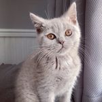 Olive the British Short Hair - @olive_the_bsh - Instagram
