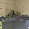 Olive - @olive.bloodysilver - TikTok