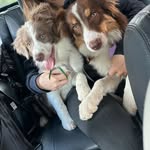 Oliver e Silver - @border_oliver_silver - Instagram