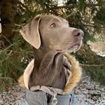 Oliver - @oliver_the_silver_lab_ - Instagram