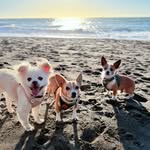 Olive & Simon & Ella Louise! - @olive_and_simon_and_ella - Instagram