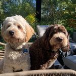 Justyna Klich - @olivesimpsonthecockapoo - Instagram