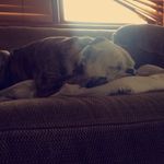 Olive Im An English Bulldog. - @olive.simpson - Instagram