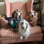 Moji, Teddy, Tootie, Olive & Solomon - @thekportcrew - Instagram