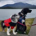 Olive & Stanley - @olivehooversuperdog - Instagram