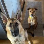 Olive & Stanley - @2_snoots_ - Instagram
