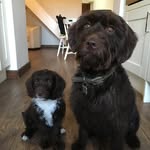 Olive & Stanley & Baby Margot - @oliveandstanandmargot - Instagram
