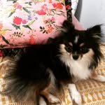 Olive Stanley - @olive_thepomchi - Instagram