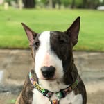Olive and Gromit Stephenson - @olive_and_gromit - Instagram