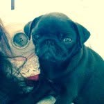 Olive Stephenson - @olivethepuggg - Instagram