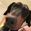 Olive Stevens - @olive.stevens - TikTok