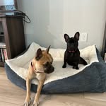 Olive, Stout, and sometimes Yolie - @oliveandstout - Instagram