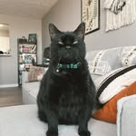 Olive & Sullivan & Pinch - @mattoxcostapets - Instagram