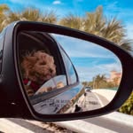 Olive BooBoo Sullivan - @oliveboo - Instagram