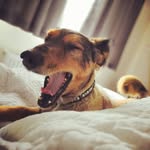 Olive Sullivan - @olivesully - Instagram