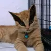 OLIVE_SULLIVAN - @olive_sullivan - TikTok
