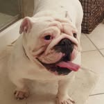 Olive Sutton - @olivethetinybully - Instagram