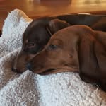 OliveSutton - @olive_and_poppy_sutton - Instagram