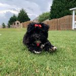 Olive Marie Swift - @olivemarieswift - Instagram