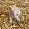 Olive 🐈 - @olive.thomass - TikTok