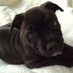 Olive Thomas - @olive.thomas.754 - Instagram