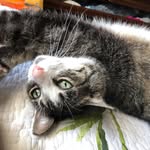 OliveTownsend - @queenolivetownsend - Instagram