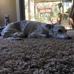 Olive Tucker - @olive_the_grumpy_old_lady - Instagram