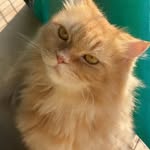 Cheese, Olive, Pepper, Coco, Cookie, Joey & Tyson - @meow.inthehouse - Instagram