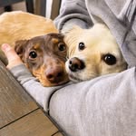 @olive_and_tyson - Instagram