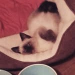 Olive Tyson ♡ - @olivetyson7 - Instagram
