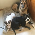 Olive, Tyson & OG Theo - @oliveandbrothers - Instagram