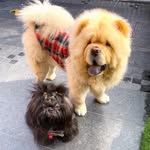 Tyson & Olive 🐾🐶 - @tyson_and_olive - Instagram