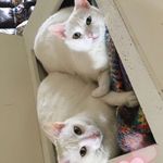 Olive and Blue - @white.walkers.blueolive - Instagram