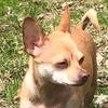 Olive Walker - @olive.the.puppy1 - TikTok