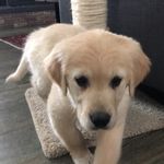 Winston & Olive Walker - @winston_and_olive - Instagram