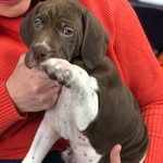 Olive Walsh - @olivetheenglishpointer - Instagram