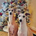 Olive & Walter - @olive.vs.walter - Instagram