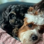 Oliver+Walter - @txdoodledoods - Instagram